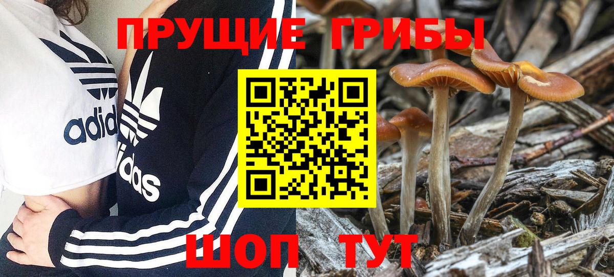 Псилоцибиновые грибы Psilocybe Омск